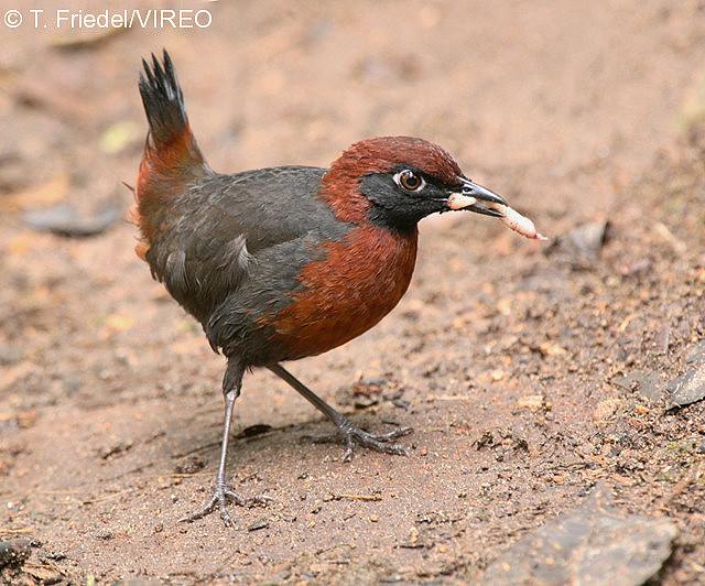 Rufous-breasted Antthrush f26-1-075.jpg